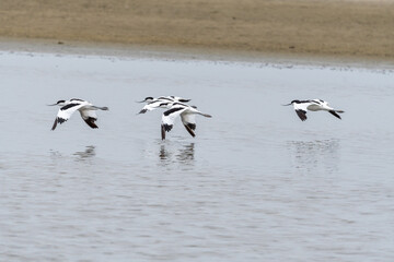 Säbelschnäbler im Flug