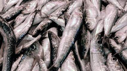 Fresh sardines in the food market of Valencia, Spain. Sardines (also "pilchards", Sardina pilchardus) are a nutrient-rich, small, oily fish widely consumed. They are a source of omega-3 fatty acids. 