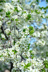 Branches of sunny cherry tree with white flowers on blue sky background. Close up of cherry tree blossom. Early spring garden. Fruit garden.