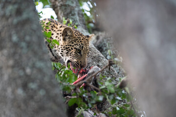 A Female Leopard seen on a safari in South Africa