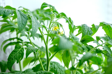 Close up blooming tomato seedlings ready for transplantation to garden. Tomato plants on windowsill.