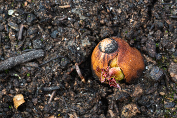 Growing Acorn, sprout starting to give leafs
