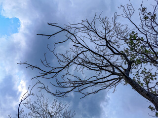 walk in the forest