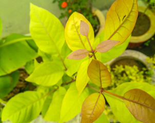 Obraz premium close up of green foliage leaves of plant growing in garden, nature photography