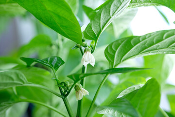 Close up pepper leaves and flowers of young pepper plant. A pepper transplant on windowsill at daylight.