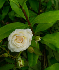 yellow rose flower blooming in garden, nature photography, floral gardening background