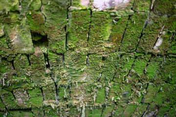 Basement ceiling covered with green moss as background.