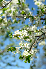 Branches of sunny cherry tree with flowers on blue sky background. Close up of cherry tree blossom. Early spring garden. Fruit garden.
