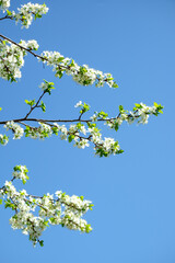 Branches of cherry tree with white flowers on blue sky background. Cherry tree blossom. Early spring garden. Fruit garden.