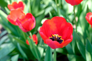 Fototapeta premium Close up of red sunny tulips on the blurred background. Spring flowers garden. Sunny tulips in flowerbed.