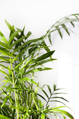 Beautiful houseplant green chamedorea on a white background