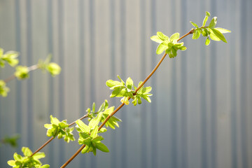 A sunny honeysuckle branch with green berries and flowers. Honeysuckle bush bloom. Early spring...