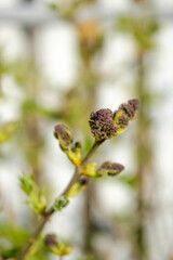 A branch of young lilac bud on the blurred background. Close up of a bush of fresh lilac at sunny day. Spring garden.