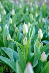 Close up of tulip buds on the blurred background. Green buds of flowers in garden. Early spring. Fresh young tulips.