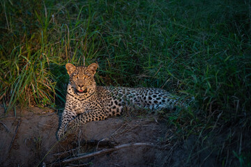 A female Leopard seen on a safari in South Africa