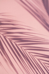 Trend of contrasting summer palm leaf shadows on a pink background. Flat lay style