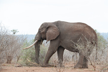 Fototapeta na wymiar African Elephants seen on a safari in South Africa