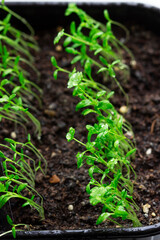 Seedlings of celery grown at home on a windowsill.