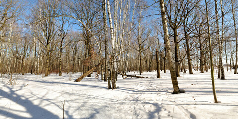 Spring walk through the forest, beautiful panorama.