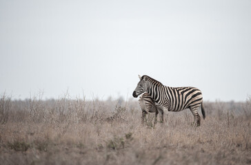 Fototapeta na wymiar Southern African Plains Zebra seen on a safari in Kruger National Park