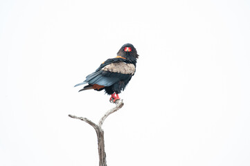 A Bateleur Eagle perched on a stump on a safari in South Africa