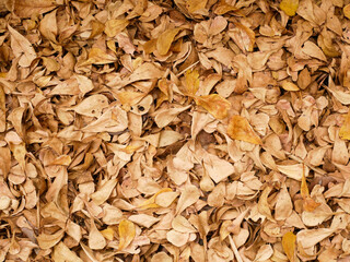 dried brown leaf for background