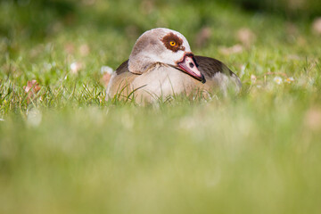 Nilgans auf einer Wiese