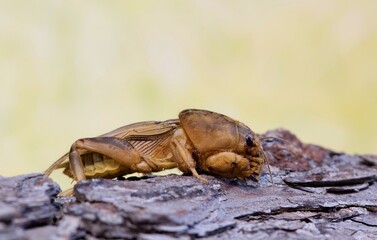 Tawny Mole Cricket (Neoscapteriscus vicinus) on tree bark, ventral view with copy space. Found in South America and Southern USA.