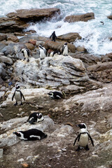 African penguin colony