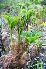 Gunnera manicata in spring