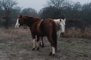 Old mares in foggy weather of Texas landscape shows beautiful horses on farm.