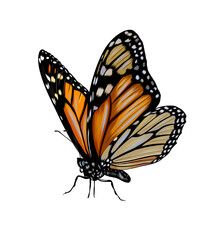 Butterfly from a splash of watercolor, colored drawing, realistic. Vector illustration of paints