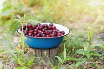 A blue enamel platter full of ripe red cherries stands on a tree stump in a garden on a sunny summer day. Place for text