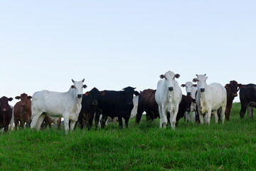 cows on a farm