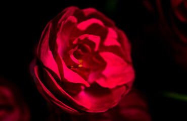 Red blooming wild rose and black background