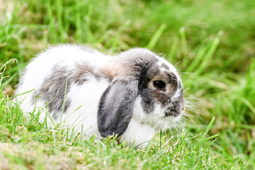 Fototapeta premium rabbit on grass resting