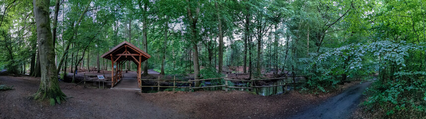 wooden bridge in the woods