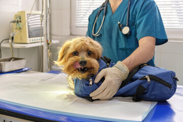 Image of dog on the operating table and doctor in a veterinary clinic. Animal clinic. Pet check up. Health care.