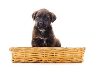 One black puppy is sitting in a basket.