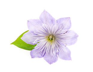 Obraz premium Blue clematis with green leaves.