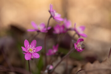 Rare pink liverwort flowers, hepatica nobilis, growing on natural forest floor. Sunny bokeh background.