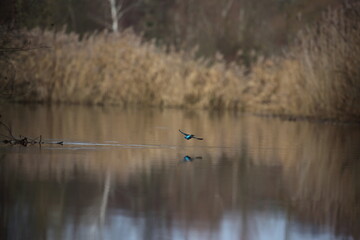 Eisvogel