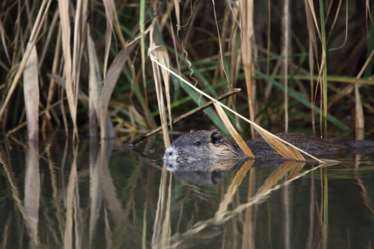 Nutria