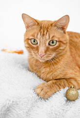 Fototapeta na wymiar ginger cat and Christmas balls on a light background