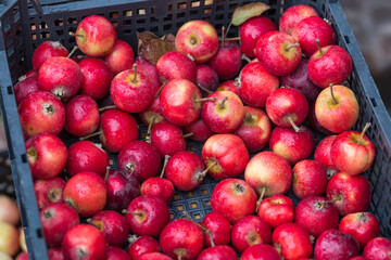 Naklejka na ściany i meble Organic apples harvest selection in boxes at harvest day in the central market are sorted by varieties. Box full of fresh red and green apples on outside street city market. Tasty delicious apples