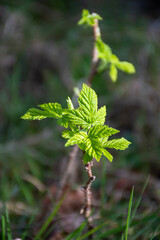 young raspberry bush in spring
