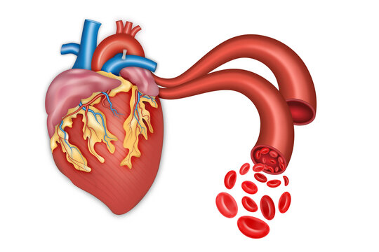 Human heart anatomy and Blood vessel. vector illustration.