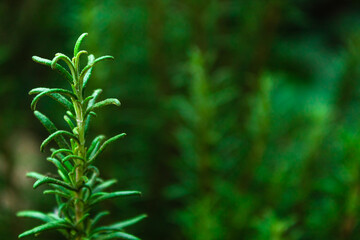 Rosemary plant. Green and large leaves. Nature background. Scientific name is Rosmarinus officinalis.