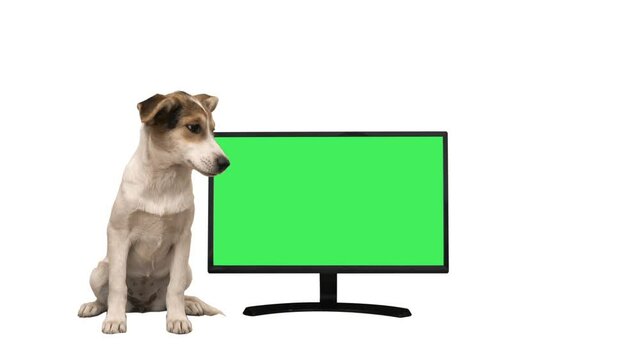 mongrel dogs and a computer monitor on a white background