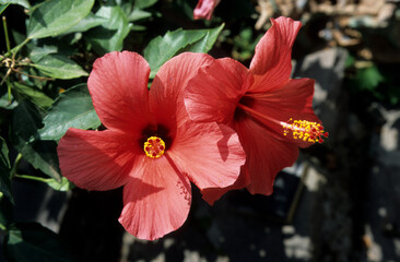 Natural sunlight on red translucent flower petals of Hibiscus. Yellow stamens. Green leaf background
